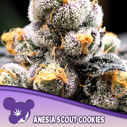 Anesia Seeds - Anesia Girl Scout Cookies